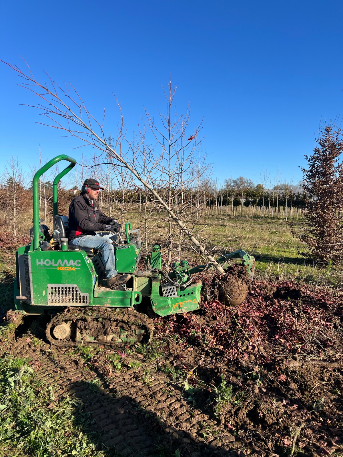 Rangées de plantes prêtes à planter sur une pépinière moderne