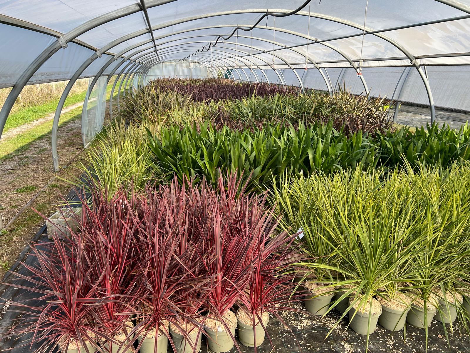 Panel présentant arbustes d’ornement, vivaces et plantes pour balcon, livrés à domicile
