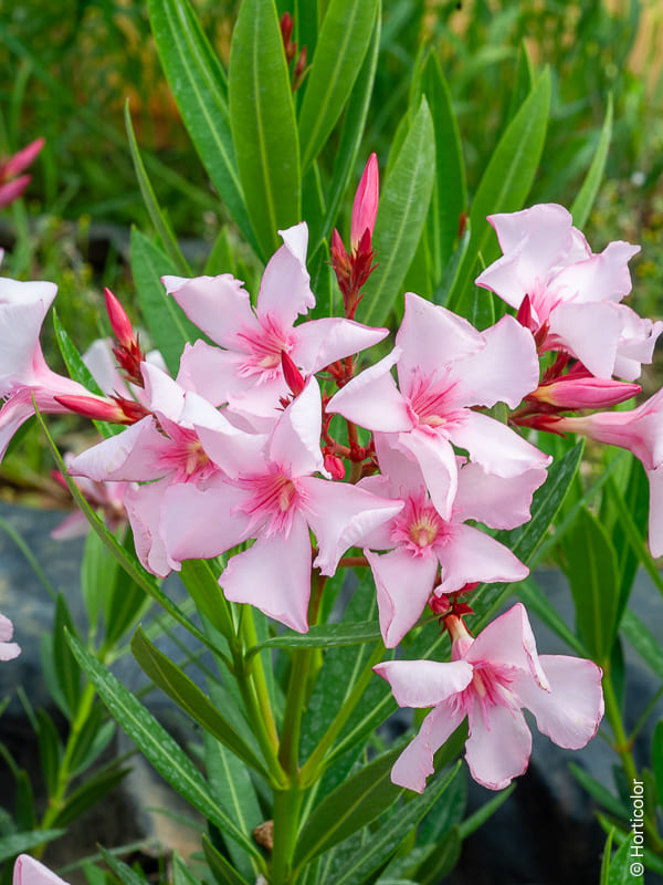Collection variée de plantes d'intérieur dépolluantes et faciles d'entretien
