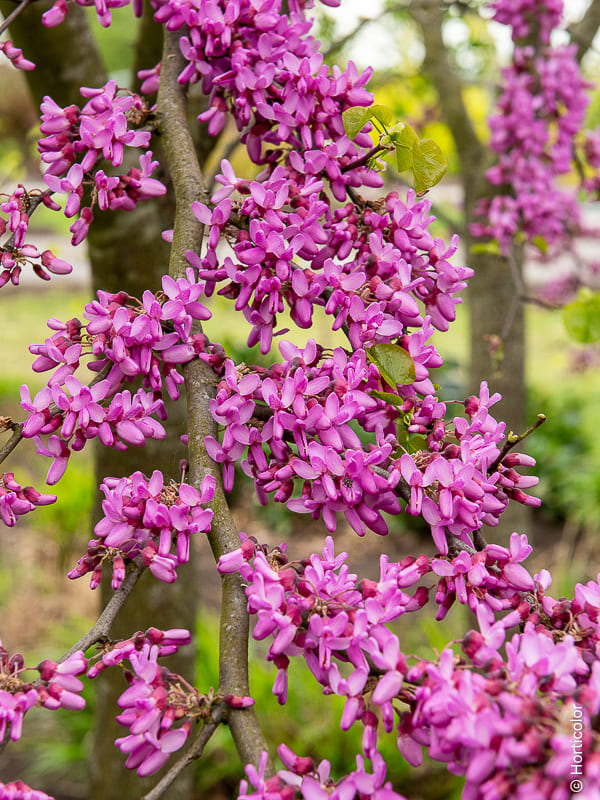 Variété d'arbres fruitiers et d'agrumes adaptés au climat local