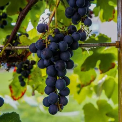 Vigne ‘De table muscat de hambourg’