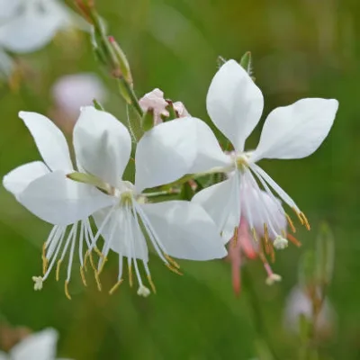 Gaura ‘Nova’