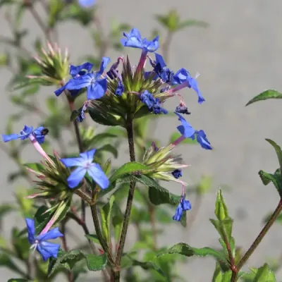Plumbago de chine ‘Forest blue’