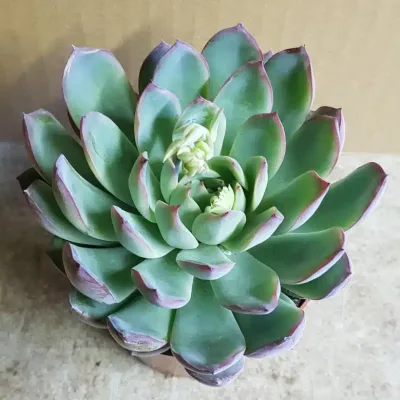 Echeveria ‘Apus’