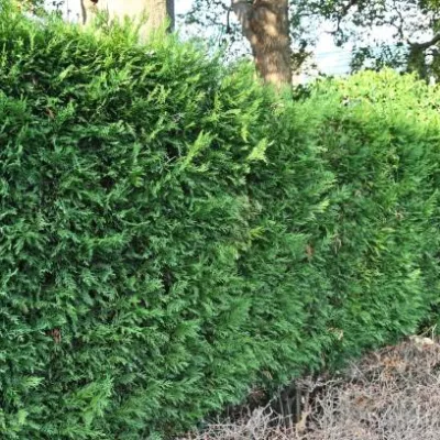 Cyprès de leyland ‘Atro’
