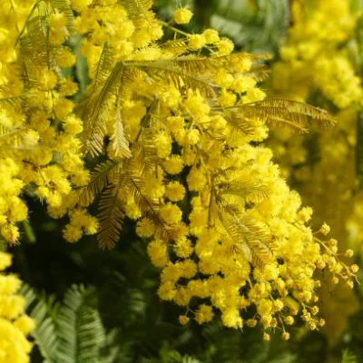 Mimosa d‘hiver’Gaulois astier'