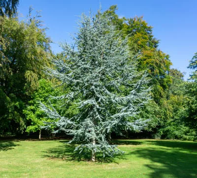 Cèdre bleu de l‘atlas’Glauca'