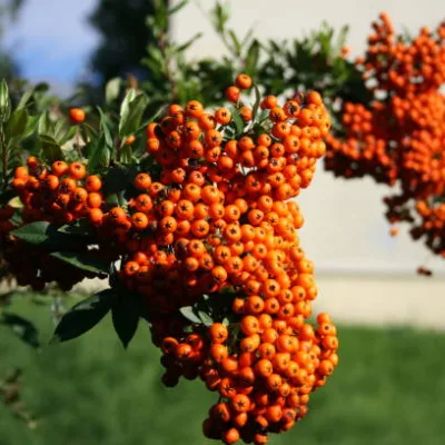 Buisson-ardent ‘Orange cadange’