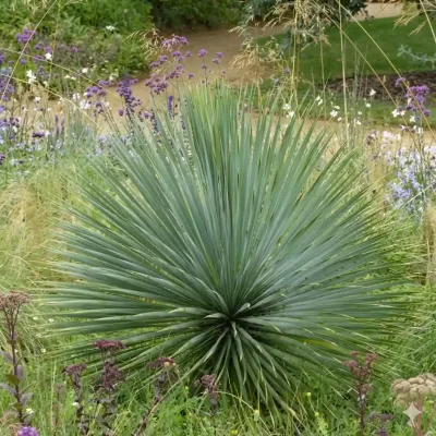 Yucca ‘French flag’