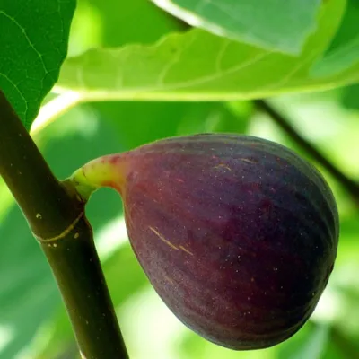 Figuier violette de sollies