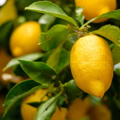 Citronnier 4 saisons