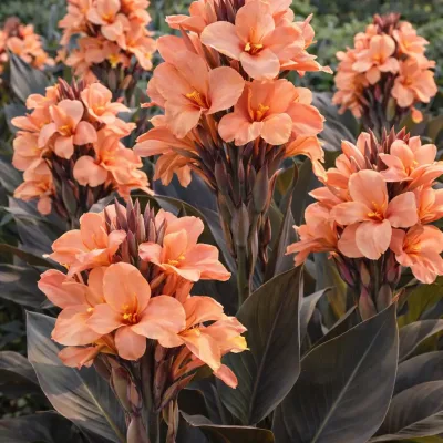 Canna ‘Bronze peach’