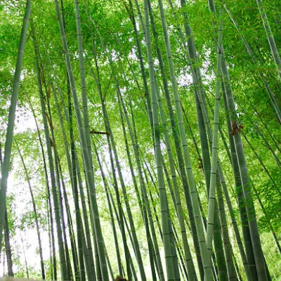 Bambou moyen, Bambou à chaumes verts