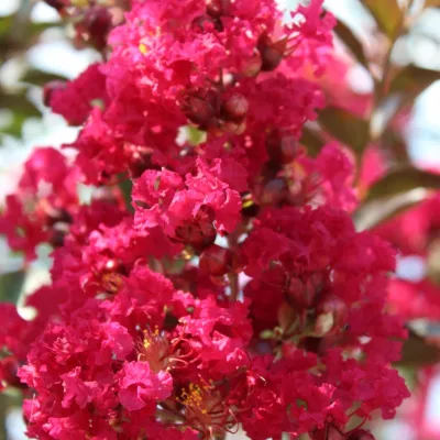 Lilas des indes ‘Red imperator’