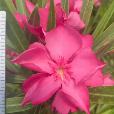 Laurier rose ‘Colise’