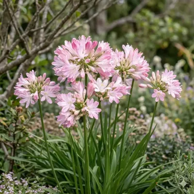 Agapanthe hybride ‘Blush pink’