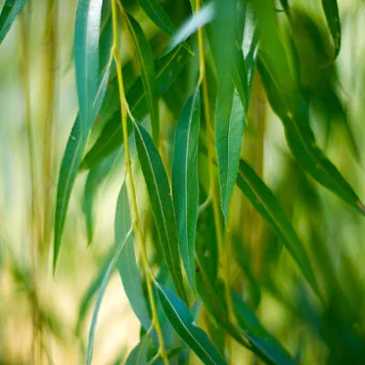 Saule pleureur ‘Tristis’