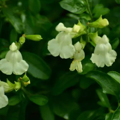 Sauge ‘Lemon light’