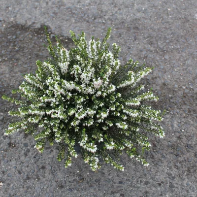 Bruyère ‘Blanche’