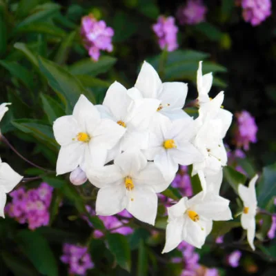 Morelle faux jasmin ‘Album’