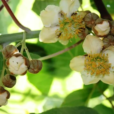Kiwi ‘Femelle’