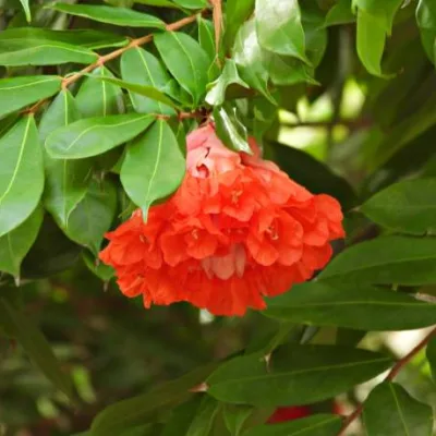 Grenadier ‘Pleniflora’