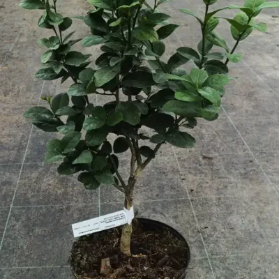 Citron vert ‘Mexicana’