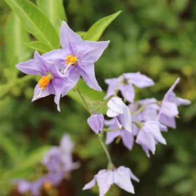 Morelle faux jasmin ‘Bleu’