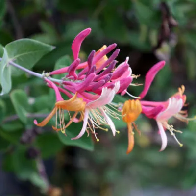 Chèvrefeuille du japon ‘Chinensis’