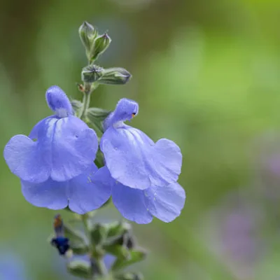 Sauge de graham ‘So cool pale blue’