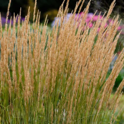 Calamagrostide ‘Karl Forester’