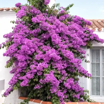 Bougainvillier ‘Violet de meze’