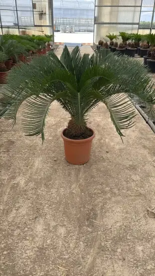 Cycas du Japon (Cycas revoluta) — palme rigide en rosette dans pot plastique · Pot 10L