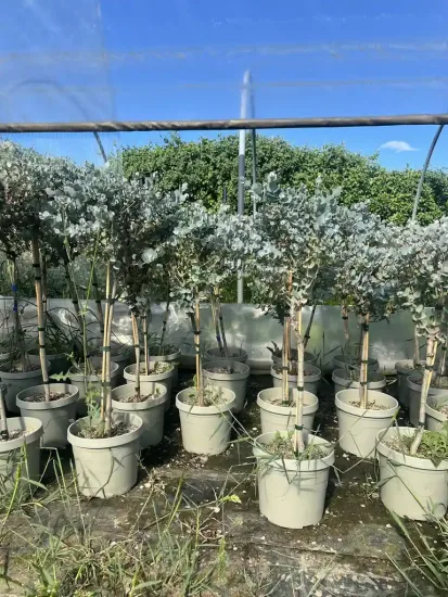 Eucalyptus à feuilles rondes 'Azura'