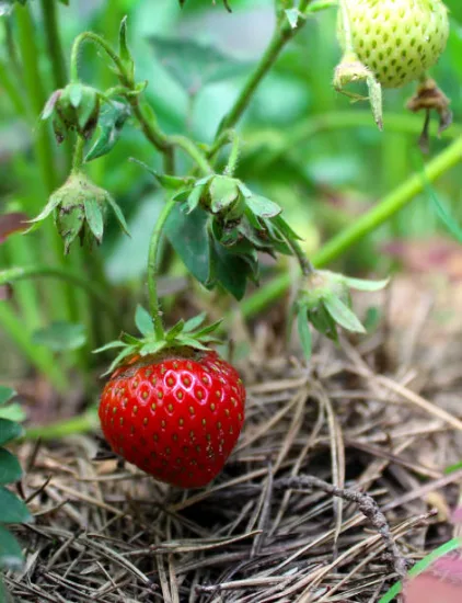 Fraisier 'Nova gento' (Fragaria × ananassa) — photo 2