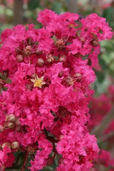 Lilas des indes 'Mon panache'