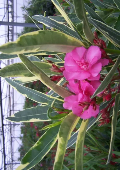 Laurier rose splendens variegata