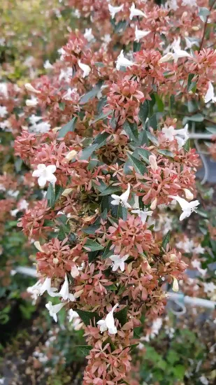 Abélia 'Semperflorens'