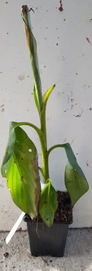 Bananier japonais 'Red tiger' (Musa sikkimensis) — jeune plant vert avec larges feuilles abîmées · Godet