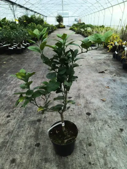 Oranger — Pot 5L Tige