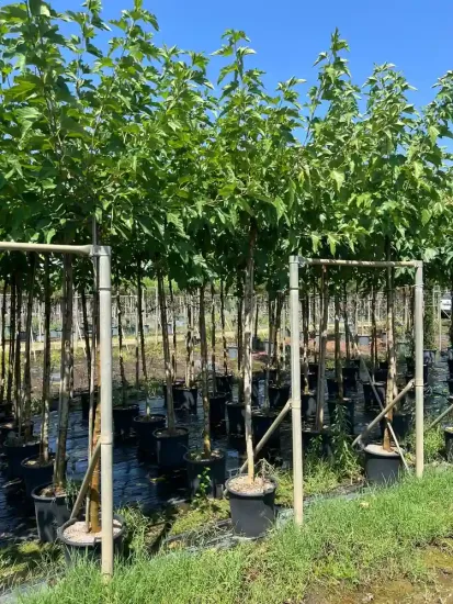 Mûrier platane sans fruit (Morus kagayamae) — Pot 30L Tige 10/12