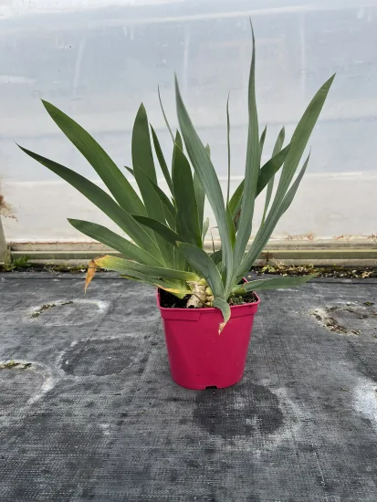 Iris d'allemagne 'Reine des neiges blanc' — Pot 2,5L