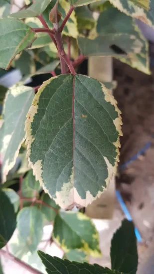 Baie de maqui 'Variegata'