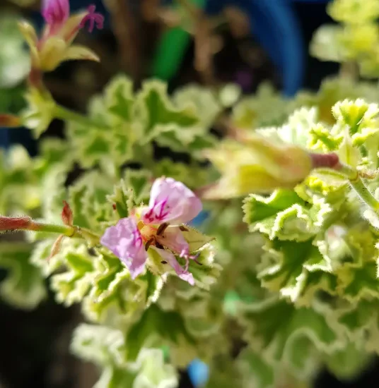 Géranium au parfum de pamplemousse 'Variegatum'