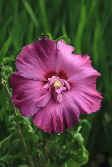 Althéa 'Hibisa sangria'
