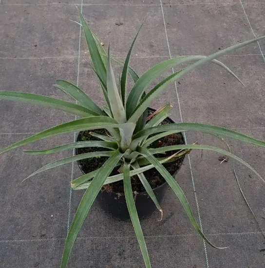 Ananas victoria rustique 'Victoria' — Pot 3L