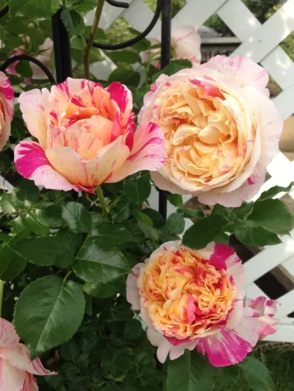 Rosier 'Julie andrieu'