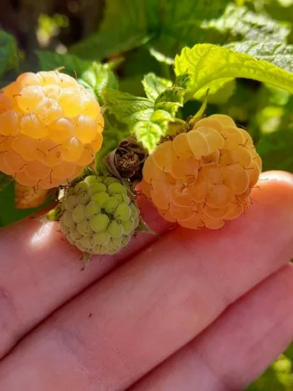 Framboisier 'Good as gold'