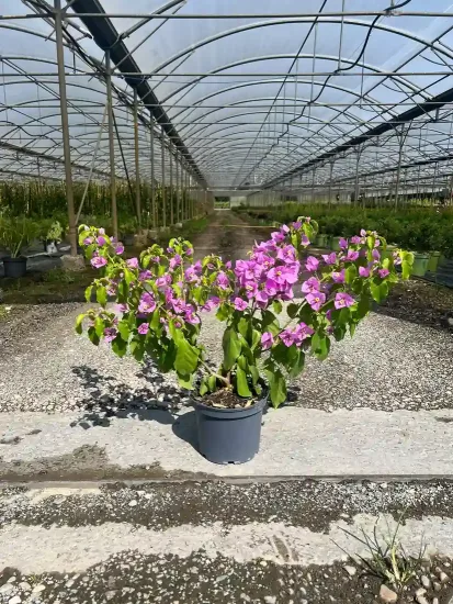 Bougainvillier 'Violet de meze' — Pot 3L