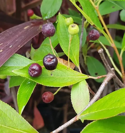 Aronie à gros fruit 'Hugin'